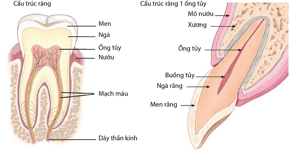 diet-tuy-rang-co-anh-huong-gi-khong